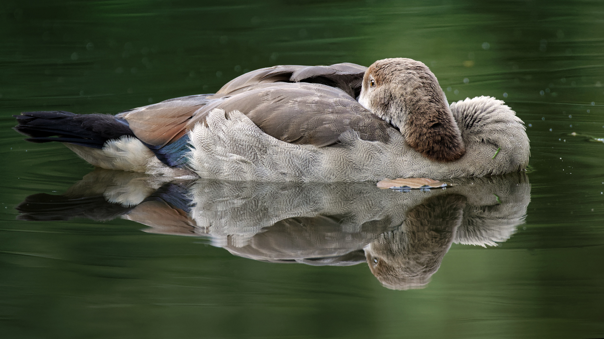 Junge Nilgans beim chillen.