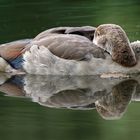 Junge Nilgans beim chillen.