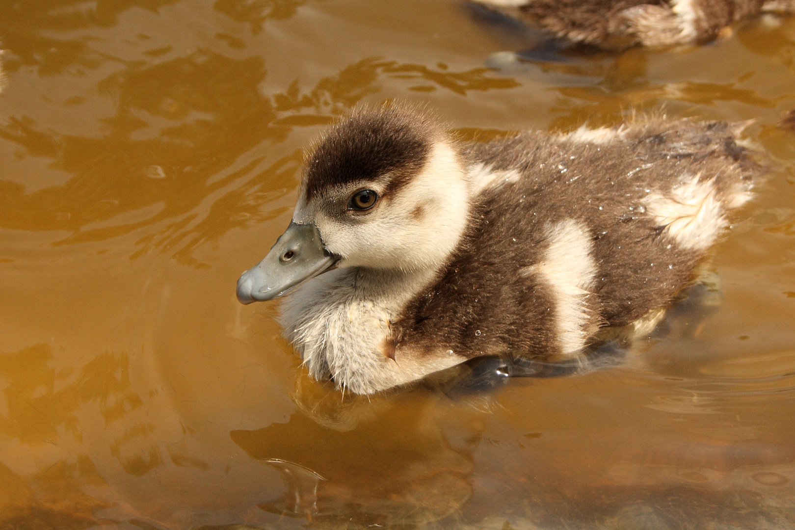 junge Nilgans