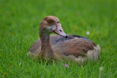 Junge Nilgans II