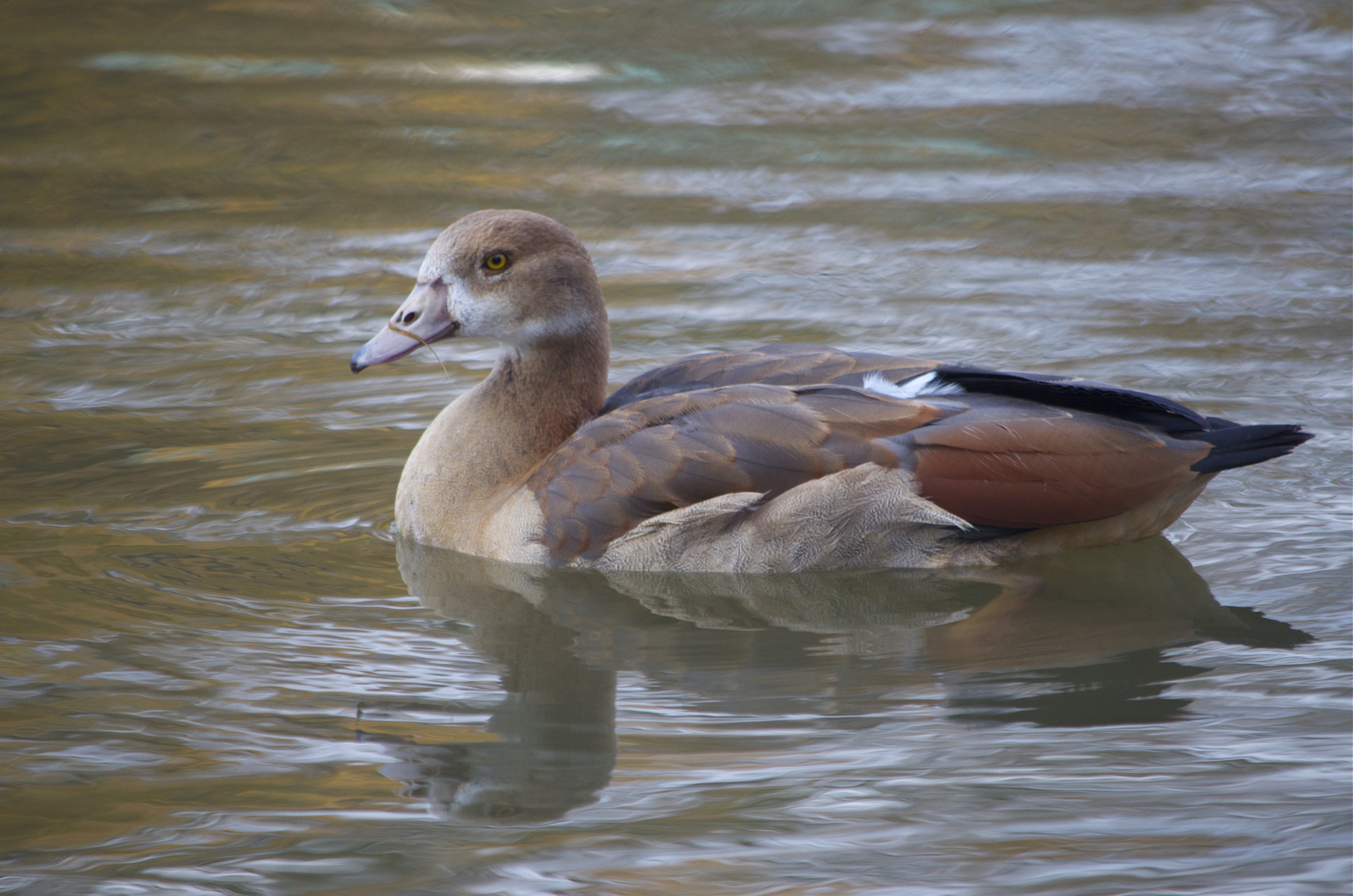 Junge Nilgans in Pastel