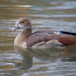 Junge Nilgans in Pastel