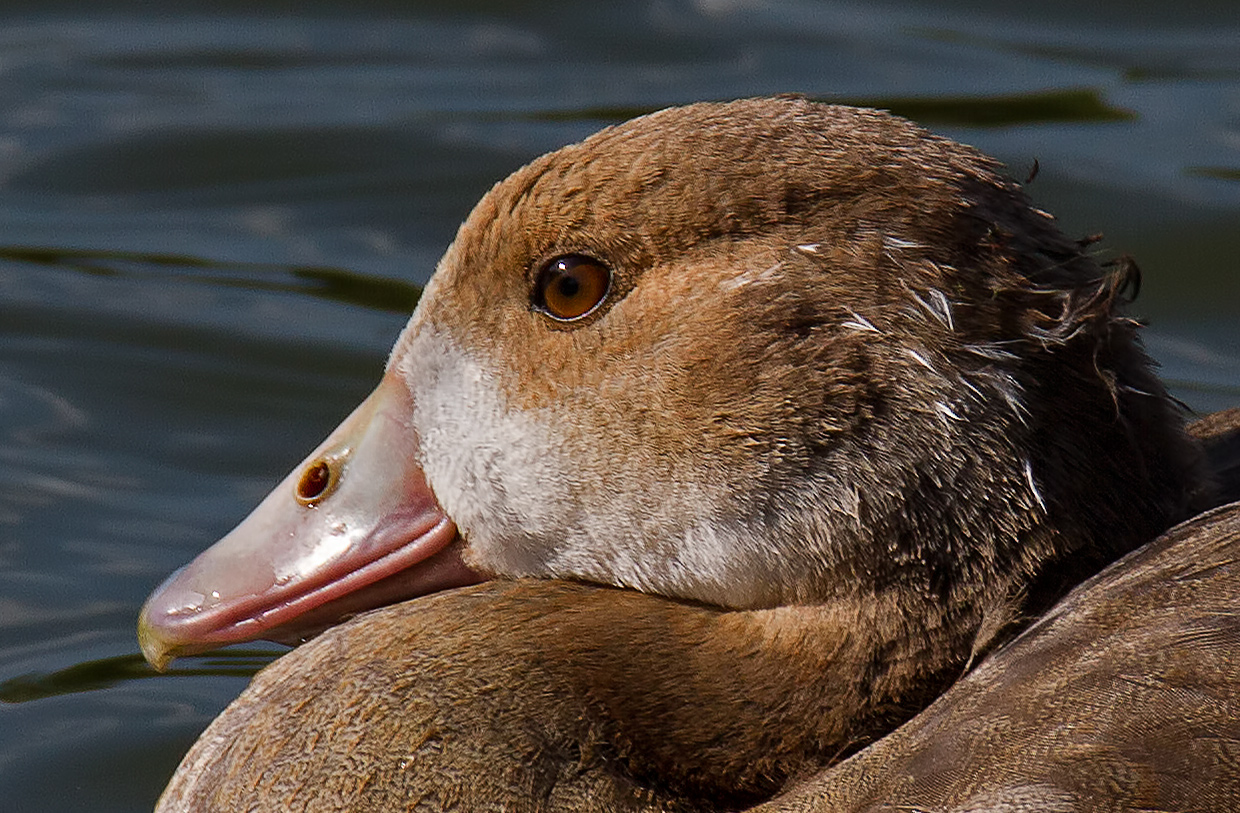 Junge Nilgans mal ganz nah .....