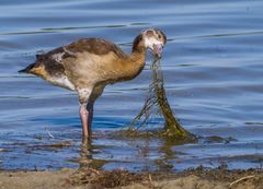 Junge Nilgans - schmecken sieht anders aus