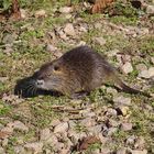 Junge Nutria