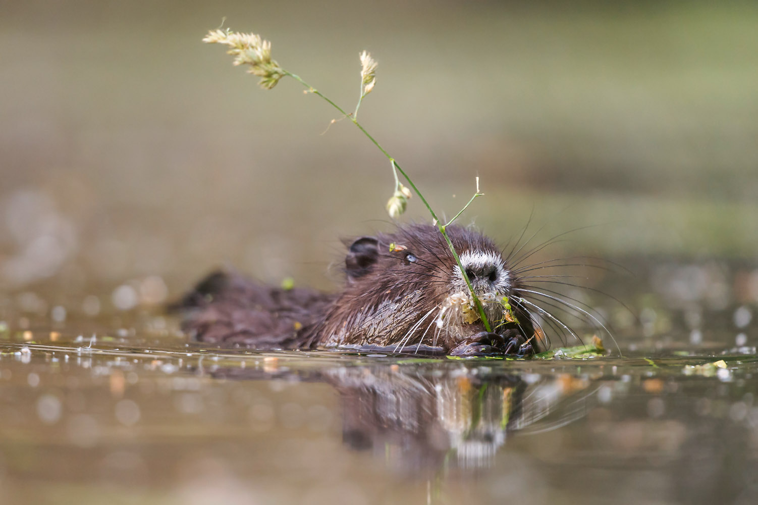 Junge Nutria auf Nahrungssuche