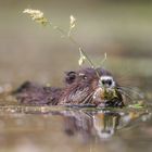 Junge Nutria auf Nahrungssuche