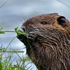 Junge Nutria beim äsen