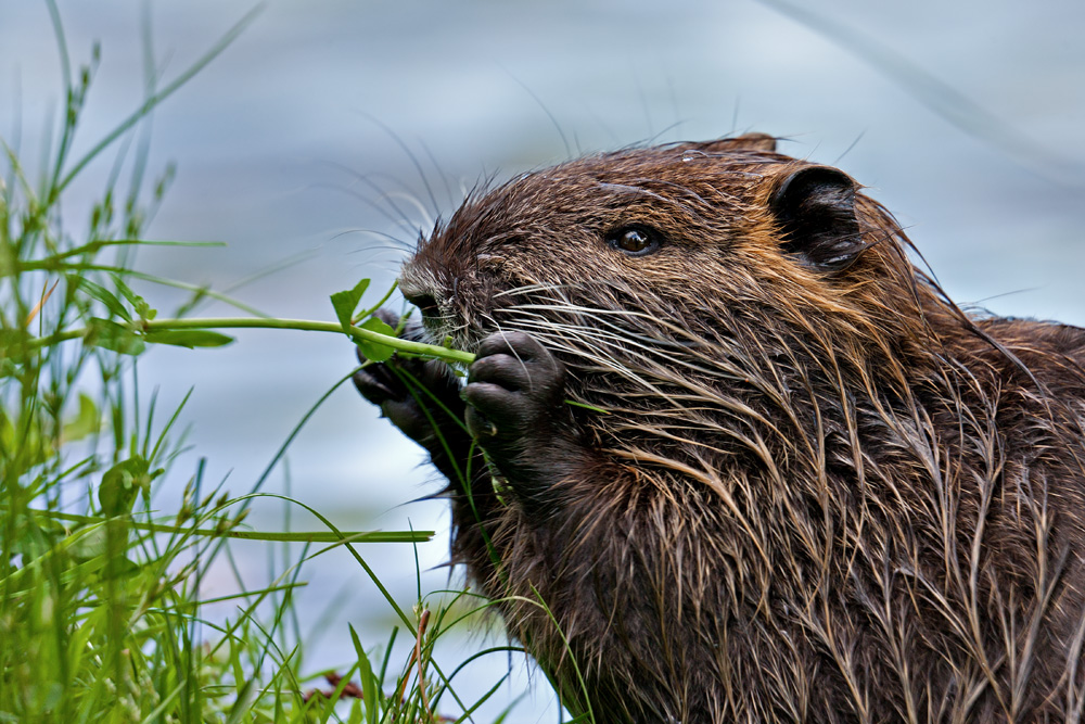 Junge Nutria beim äsen