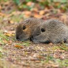 Junge Nutria versuchen sich in der Selbstständigkeit