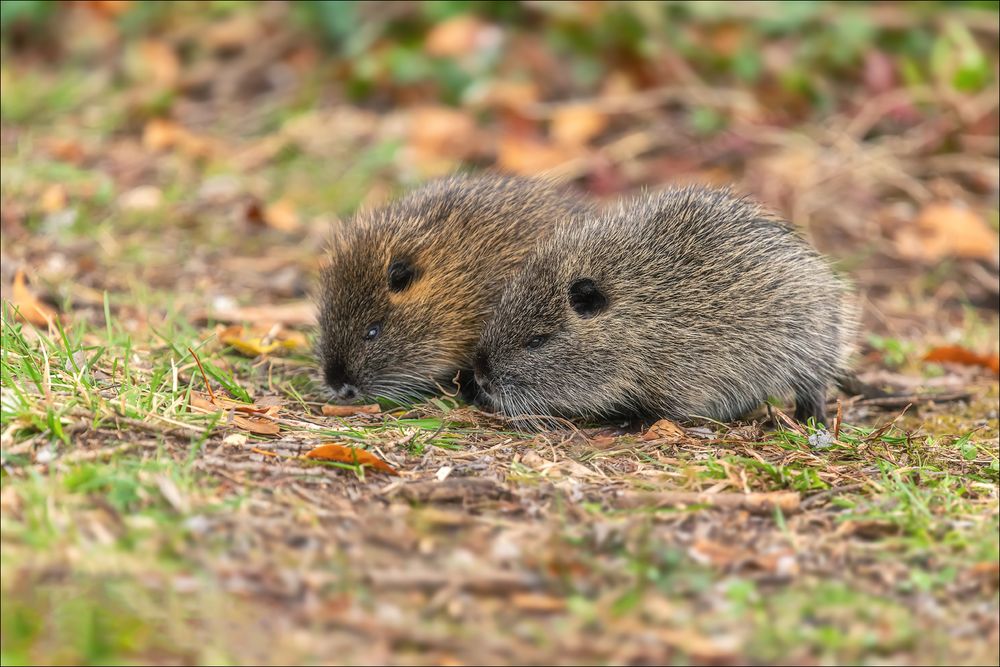 Junge Nutria versuchen sich in der Selbstständigkeit