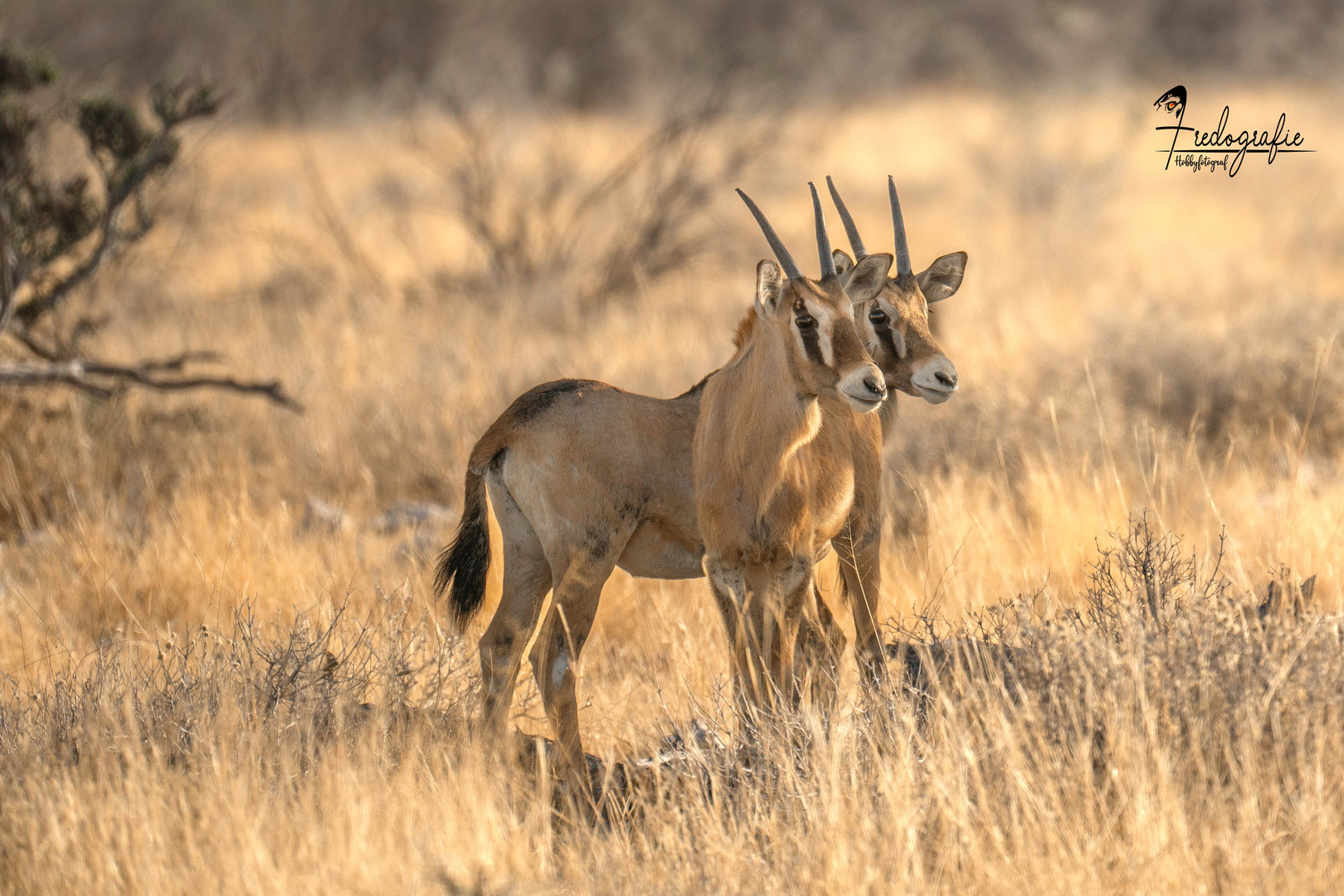 Junge Oryx Antilopen