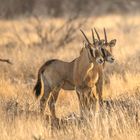 Junge Oryx Antilopen