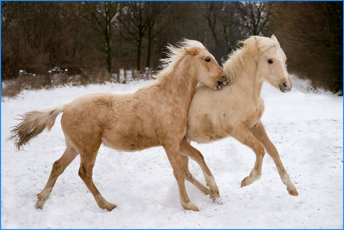 junge Palomino Hengste