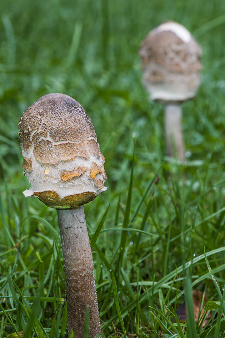 Junge Parasole in Paukenschlegelform