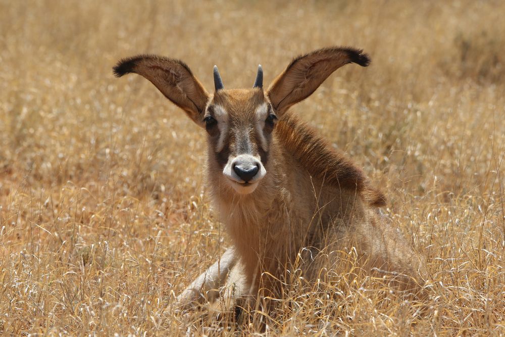 junge Pferdeantilope (1)