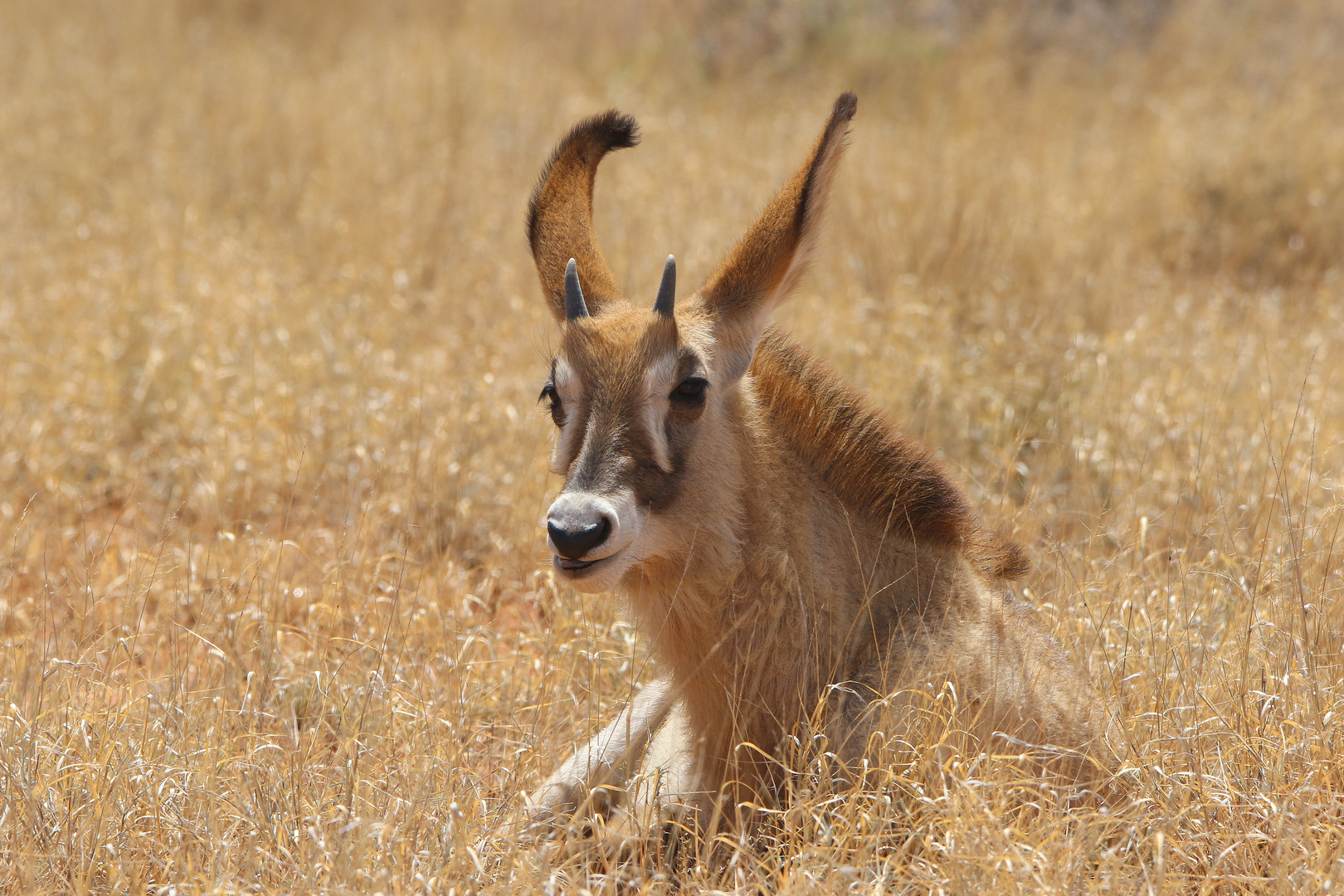 junge Pferdeantilope (3)