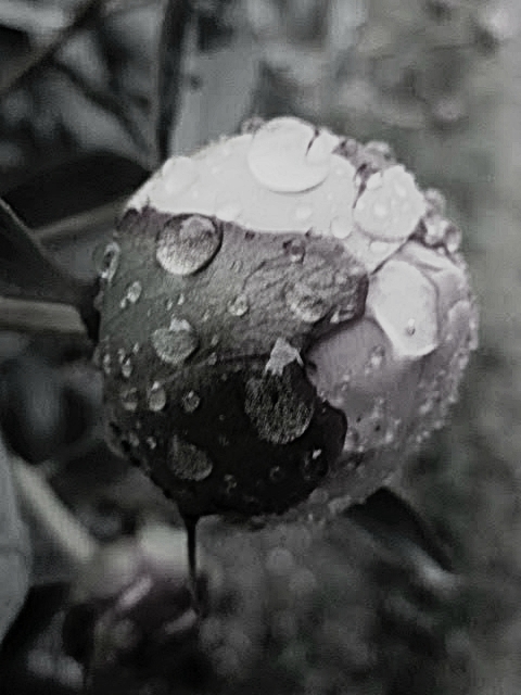 Junge Pfingstblüte im Regen