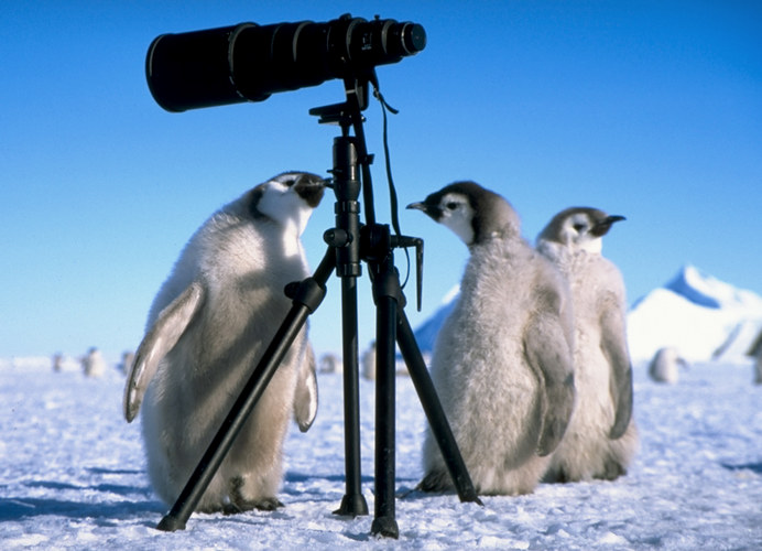 Junge Pinguine auf Entdeckungsreise