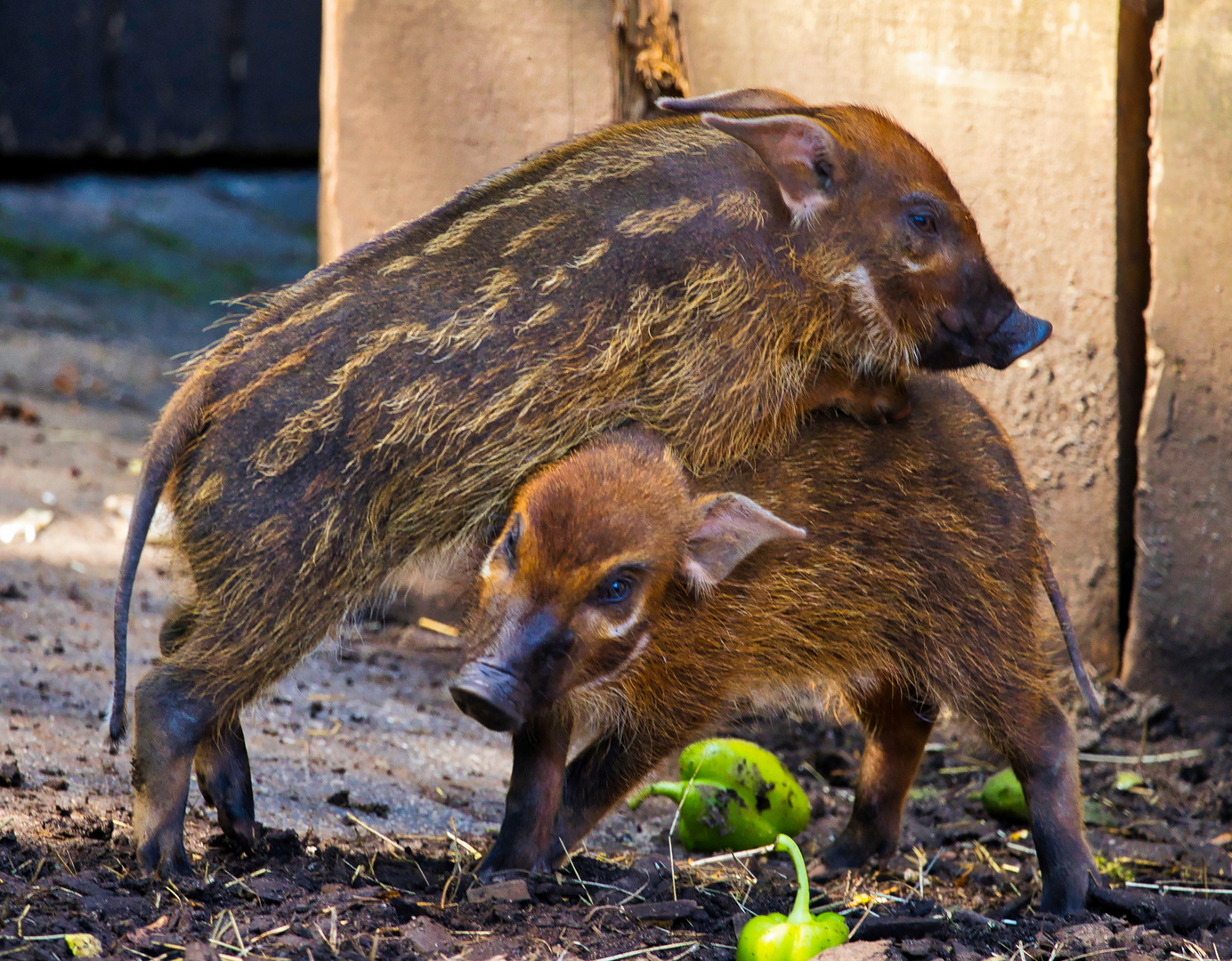 Junge Pinselohrschweine_E7I2803