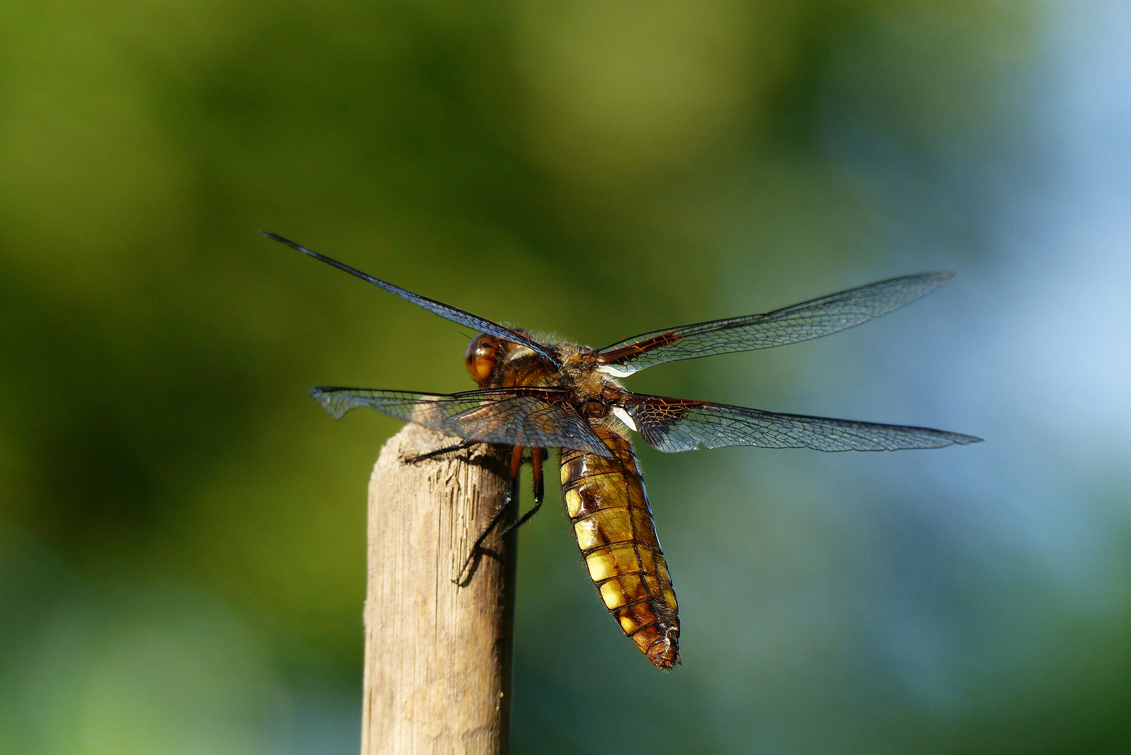 Junge Plattbauchlibelle