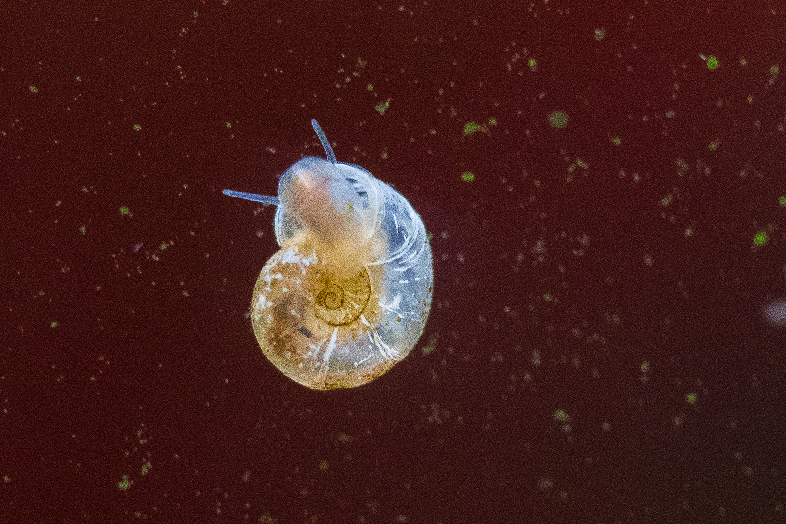 Junge Posthornschnecke im heimischen Süßwasseraquarium