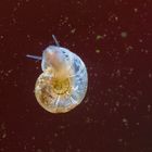 Junge Posthornschnecke im heimischen Süßwasseraquarium