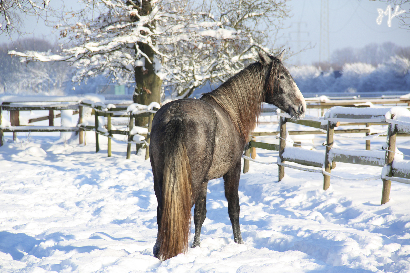 junge P.R.E Stute im Schnee