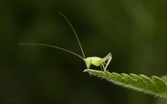 junge punktierte Zartschrecke ( Leptophyes punctatissima)