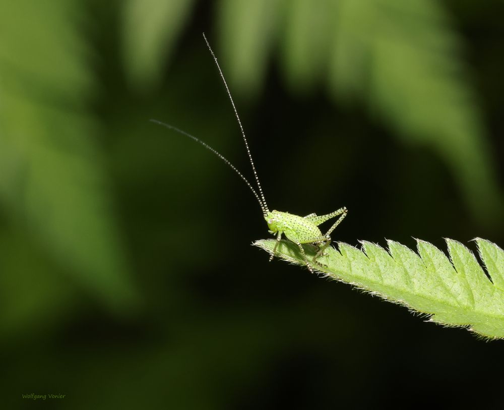 junge punktierte Zartschrecke ( Leptophyes punctatissima)