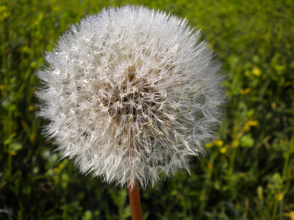 Junge Pusteblume  Löwenzahn (Taraxacum)