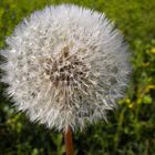 Junge Pusteblume  Löwenzahn (Taraxacum)