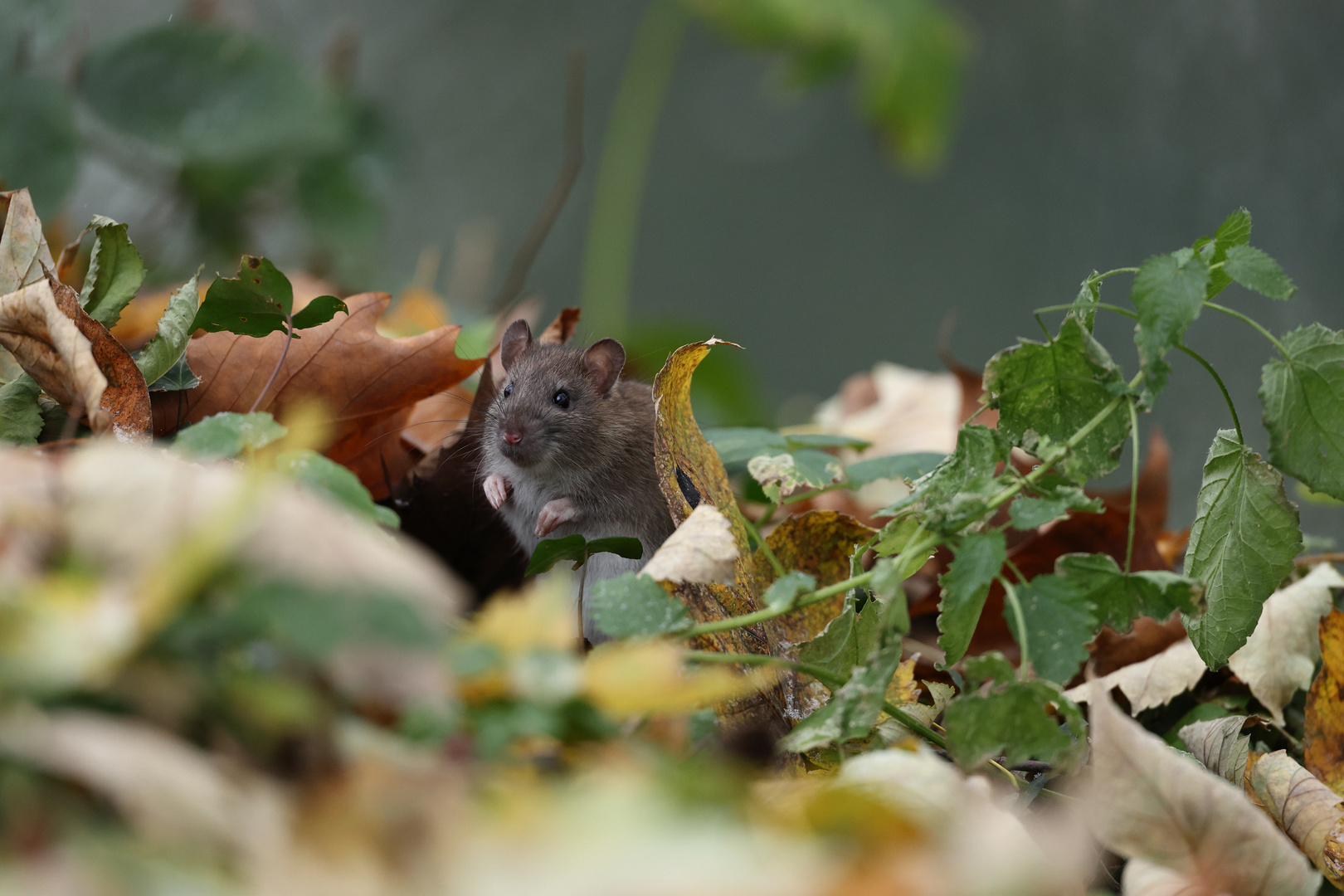 Junge Ratte im Herbstlaub