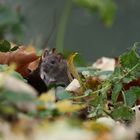 Junge Ratte im Herbstlaub