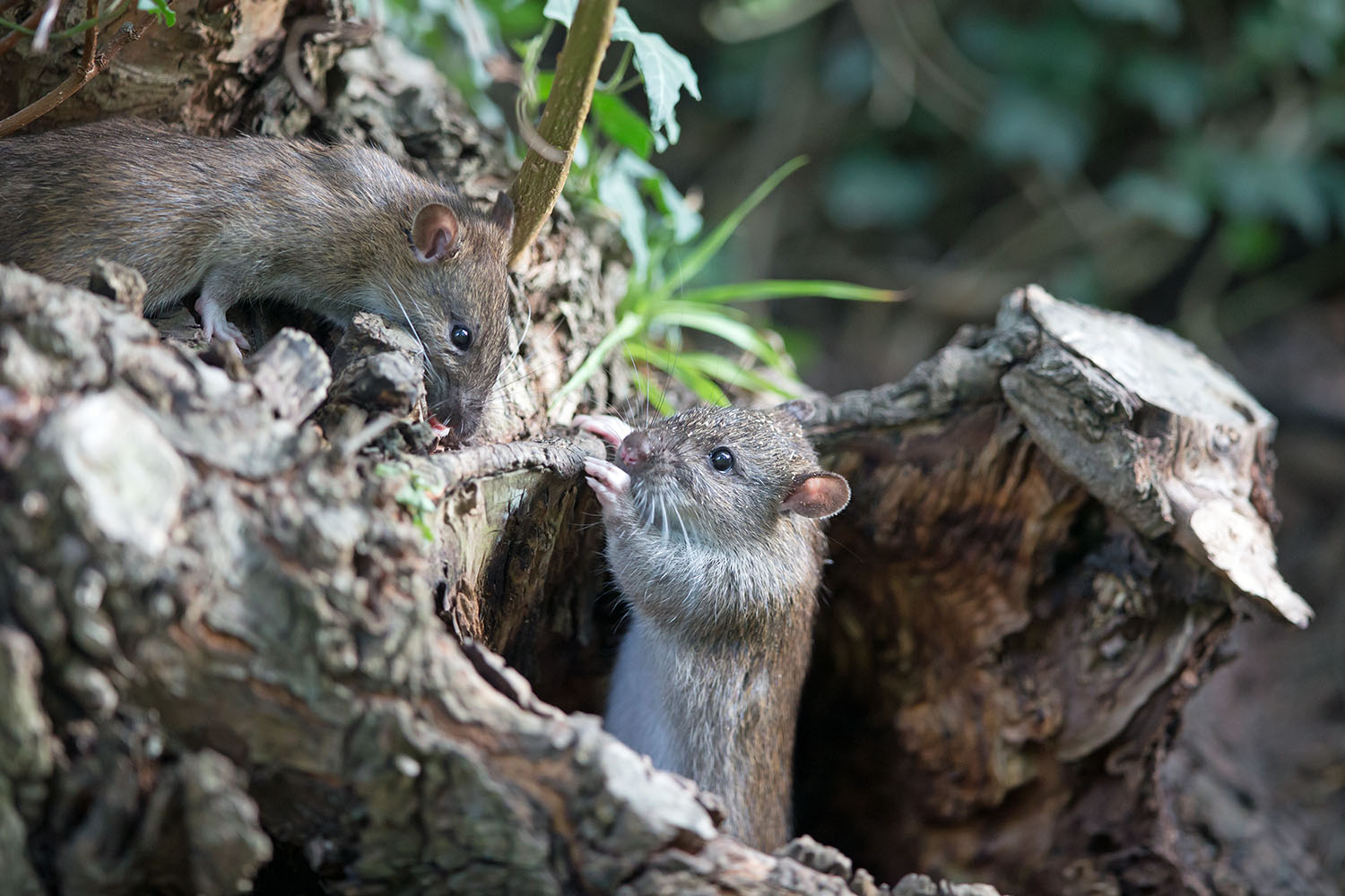 Junge Ratten erkunden die Umgebung 
