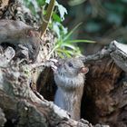 Junge Ratten erkunden die Umgebung 