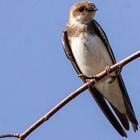 Junge Rauchschwalbe (Hirundo rustica)