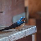 Junge Rauchschwalbe (Hirundo rustica)