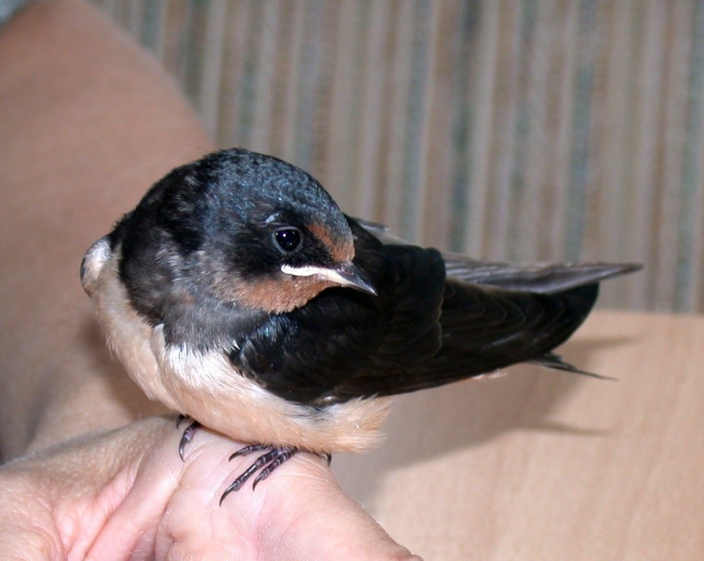 junge Rauchschwalbe [Hirundo rustica]