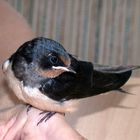 junge Rauchschwalbe [Hirundo rustica]