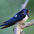 Junge Rauchschwalbe (Hirundo rustica)