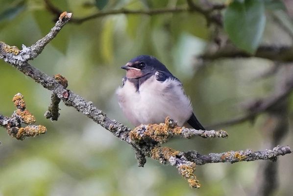 Junge Rauchschwalbe im Apfelbaum