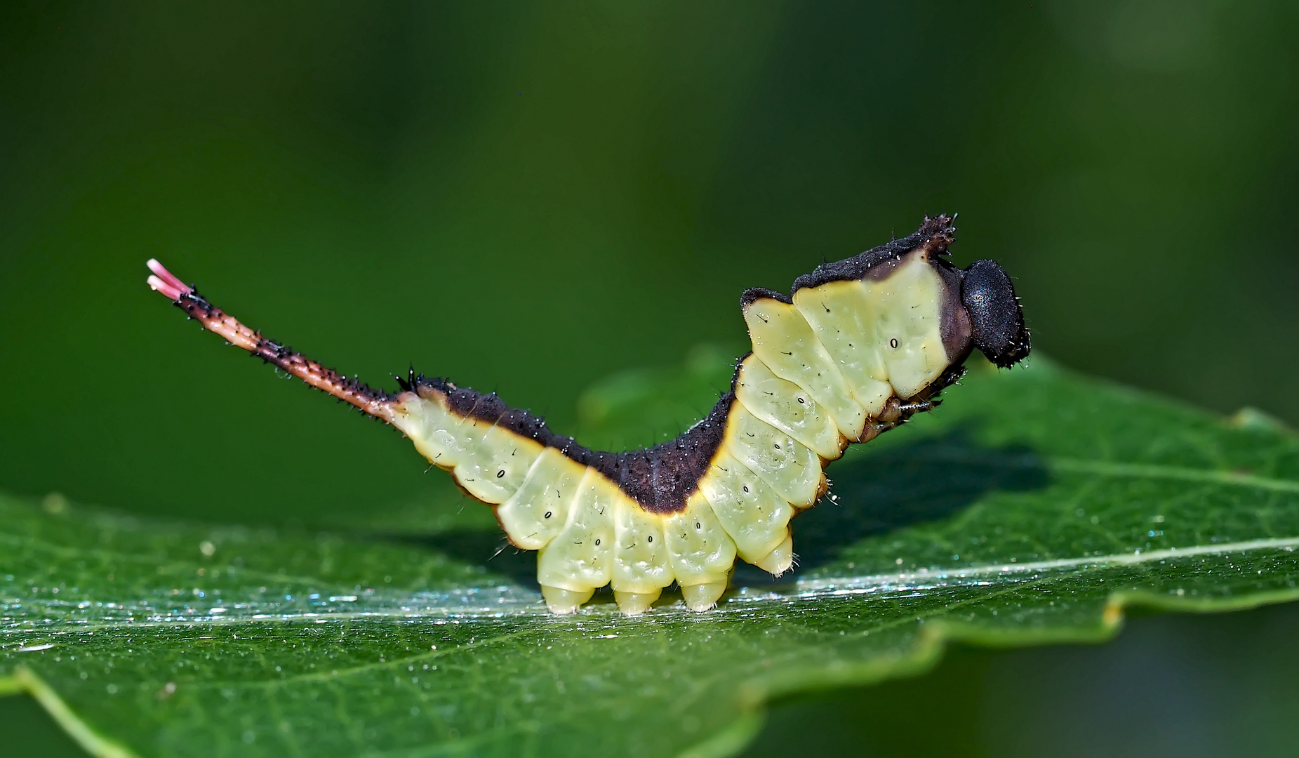 Junge Raupe vom Grossen Gabelschwanz (Cerura vinula) 2. Foto - Jeune chenille de l'Hermine.