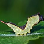 Junge Raupe vom Grossen Gabelschwanz (Cerura vinula) 2. Foto - Jeune chenille de l'Hermine.