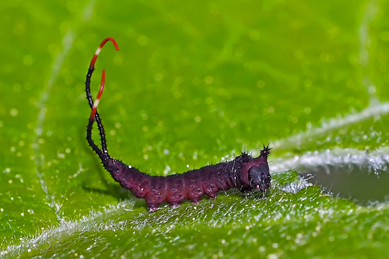 Junge Raupe vom Grossen Gabelschwanz (Cerura vinula) - La chenille de l'Hermine.