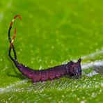 Junge Raupe vom Grossen Gabelschwanz (Cerura vinula) - La chenille de l'Hermine.