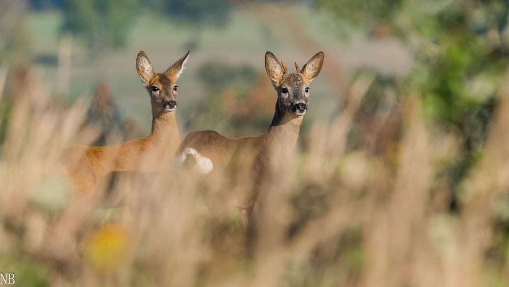 "Junge Rehe 2022"