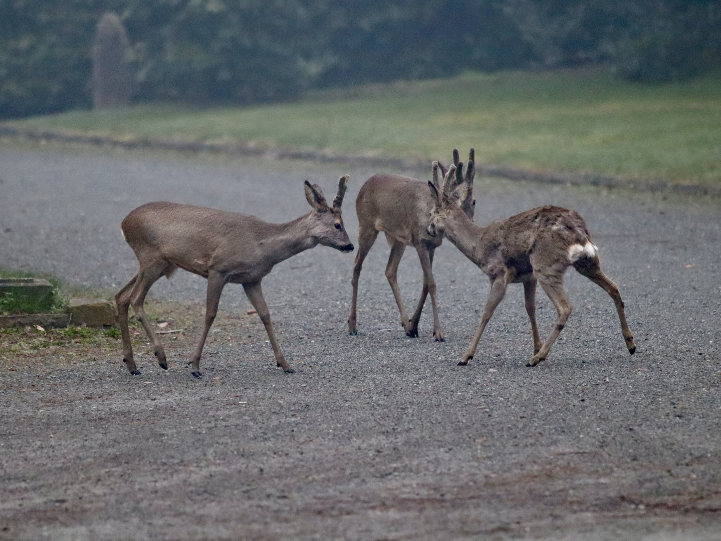 Junge Rehe 