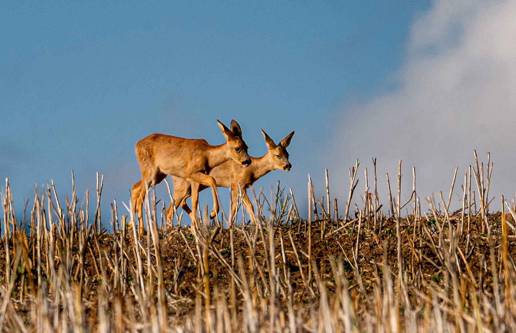 Junge Rehe am Abend