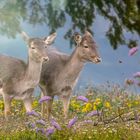 Junge Rehe auf der Frühlinswiese.